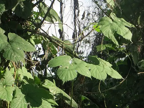 홉 (Humulus lupulus)