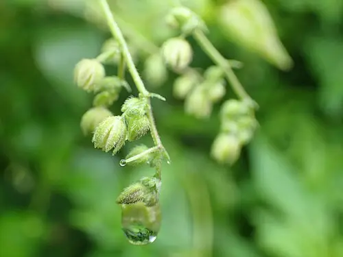 환삼덩굴 (Humulus scandens)