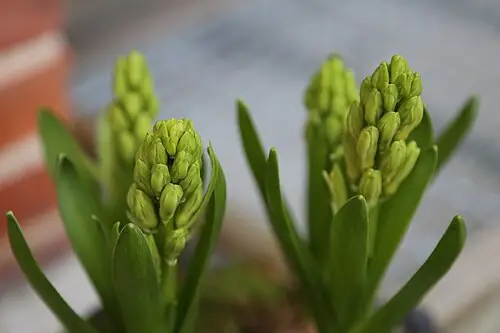 히아신스 (Hyacinthus orientalis)