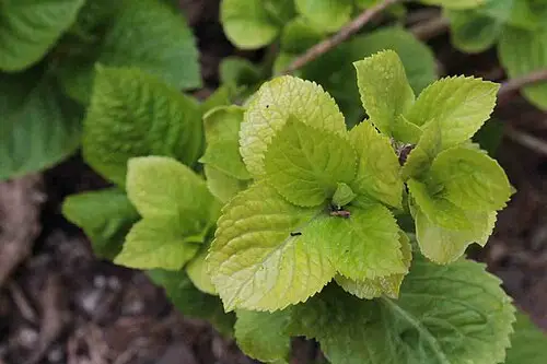 미국수국 (Hydrangea arborescens)