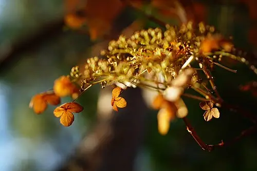 등수국 (Hydrangea petiolaris)
