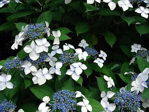 산수국 (Hydrangea serrata)