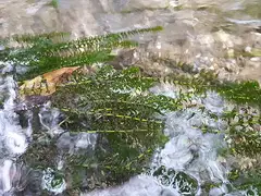 검정말