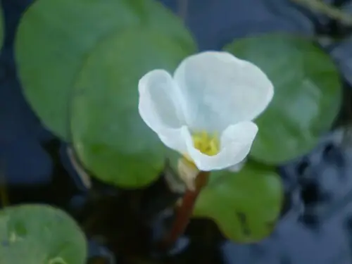 자라풀 (Hydrocharis dubia)