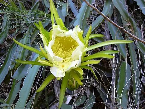 용과 (Hylocereus undatus)