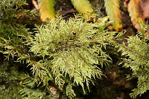 수풀이끼 (Hylocomium splendens)