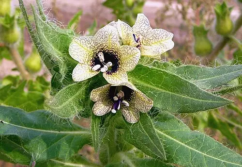 사리풀 (Hyoscyamus niger)