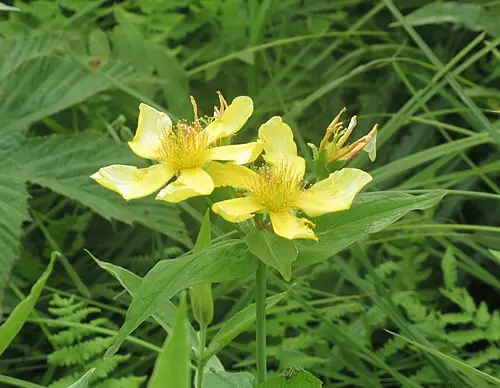 물레나물 (Hypericum ascyron)