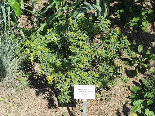 고추나물 (Hypericum erectum)