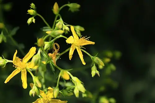 서양고추나물 (Hypericum perforatum)