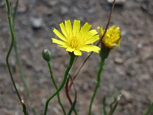 서양금혼초 (Hypochaeris radicata)