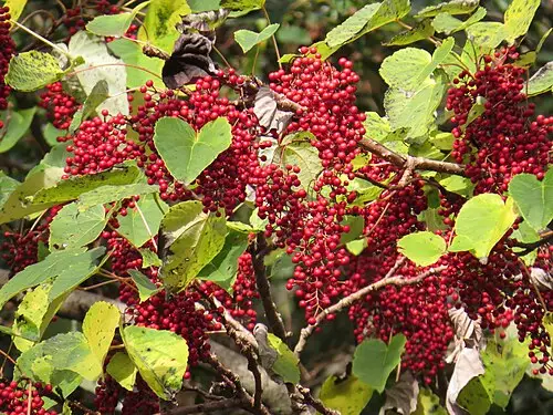이나무 (Idesia polycarpa)