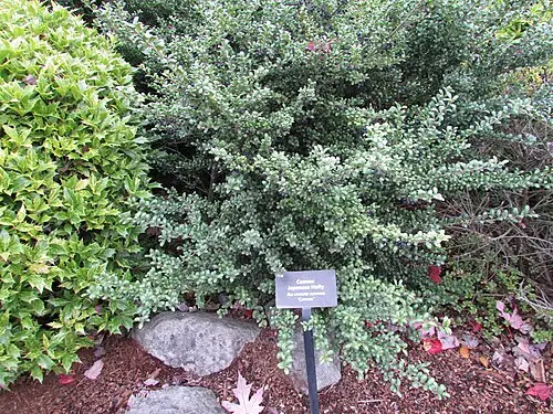 꽝꽝나무 (Ilex crenata)