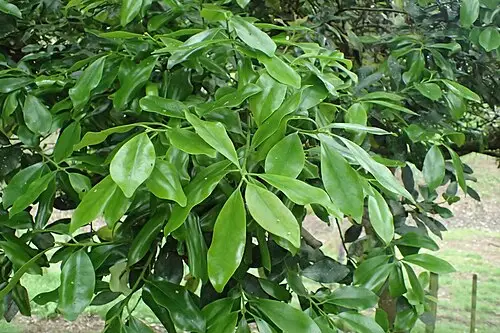 감탕나무 (Ilex integra)