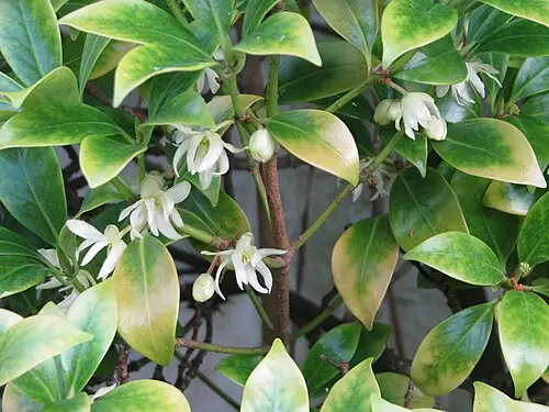 붓순나무 (Illicium anisatum)