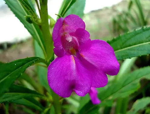 봉선화 (Impatiens balsamina)
