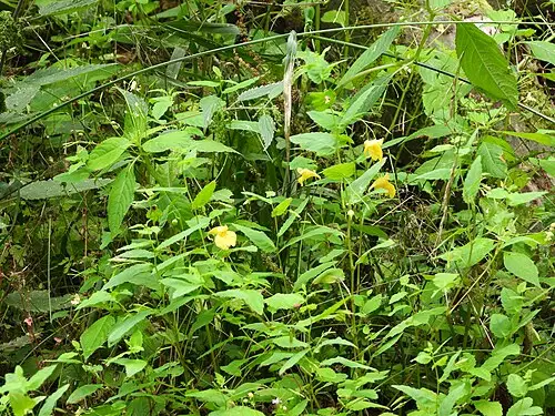 노랑물봉선 (Impatiens noli-tangere)