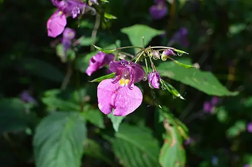 물봉선 (Impatiens textorii)