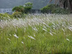 띠