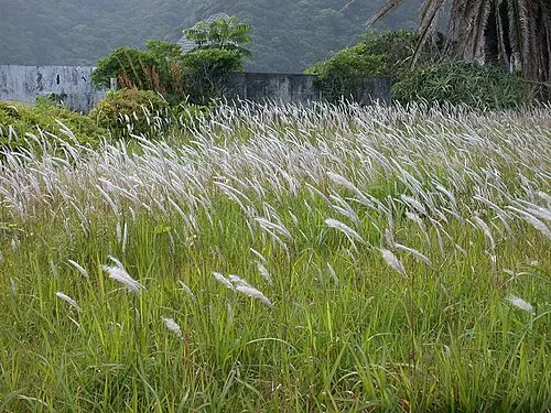 띠 (Imperata cylindrica)
