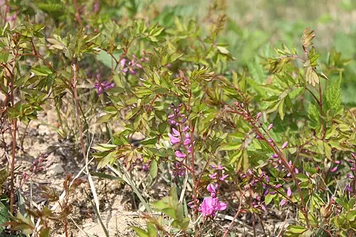 땅비싸리 (Indigofera kirilowii)