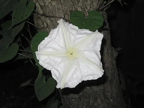 밤메꽃 (Ipomoea alba)