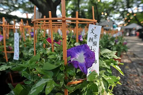 나팔꽃 (Ipomoea nil)