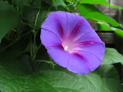 둥근잎나팔꽃