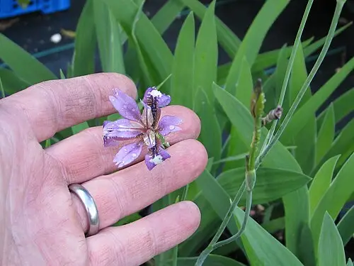 대청부채 (Iris dichotoma)