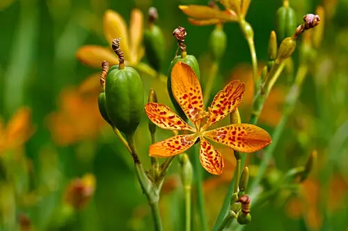 범부채 (Iris domestica)
