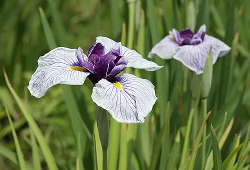 꽃창포 (Iris ensata)