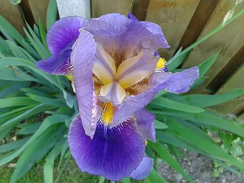 독일붓꽃 (Iris × germanica)