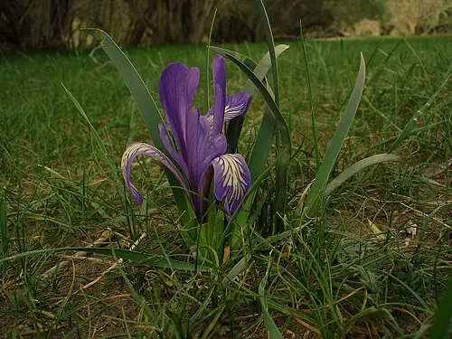 타래붓꽃 (Iris lactea)