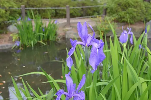 제비붓꽃 (Iris laevigata)