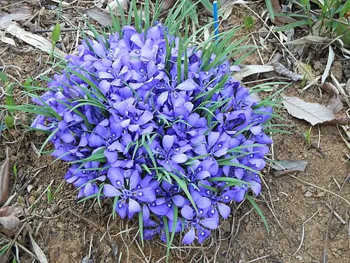 각시붓꽃 (Iris rossii)