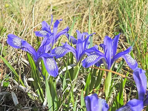 솔붓꽃 (Iris ruthenica)