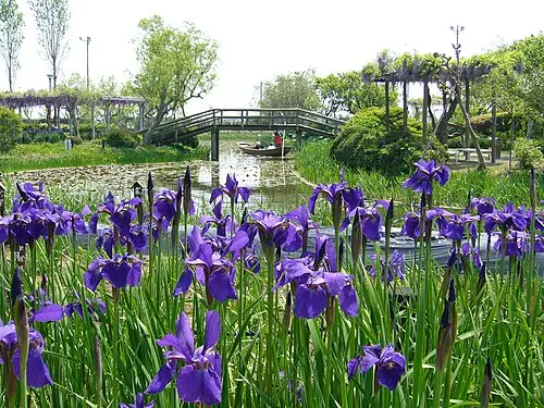 붓꽃 (Iris sanguinea)