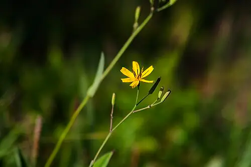 씀바귀 (Ixeridium dentatum)