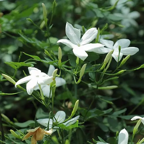 재스민 (Jasminum officinale)