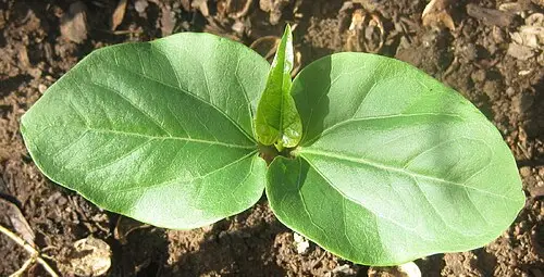자트로파 (Jatropha curcas)