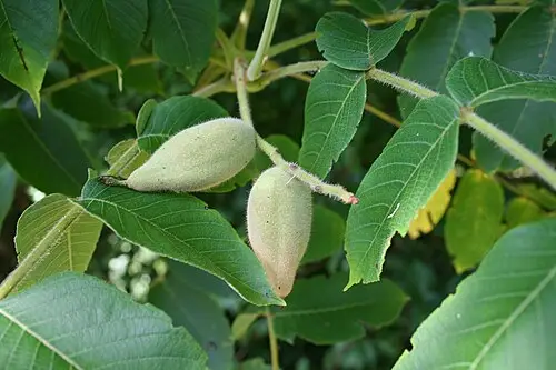 가래나무 (Juglans mandshurica)