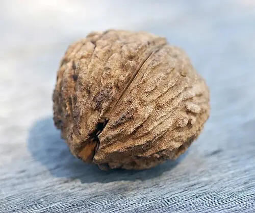 흑호두나무 (Juglans nigra)