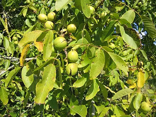 호두나무 (Juglans regia)