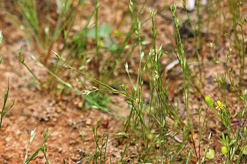 애기골풀 (Juncus bufonius)