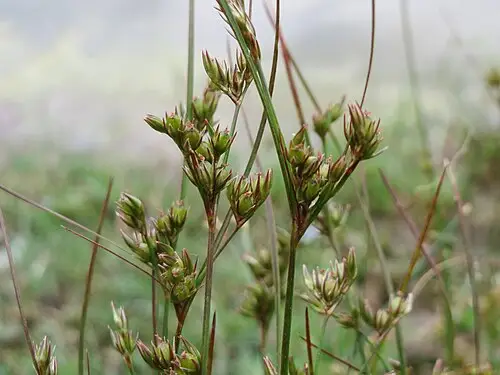 길골풀 (Juncus tenuis)