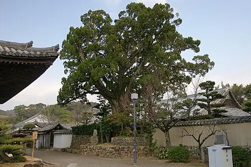 향나무 (Juniperus chinensis)