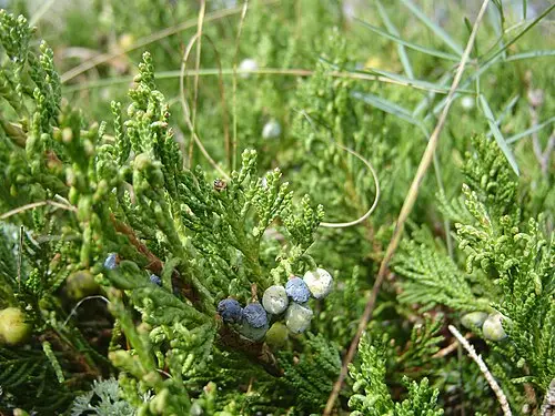 기는향나무 (Juniperus horizontalis)