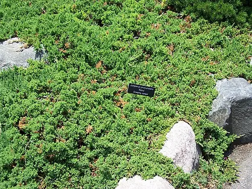 섬향나무 (Juniperus procumbens)
