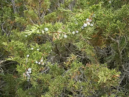 사비나향나무 (Juniperus sabina)