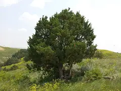 로키산향나무